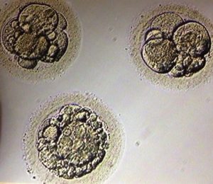 Embryos