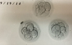 Embryos